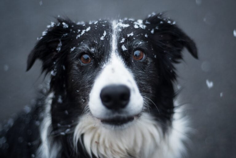Learn Reinforcement Training – How to Boost Your Border Collie’s Training Skills